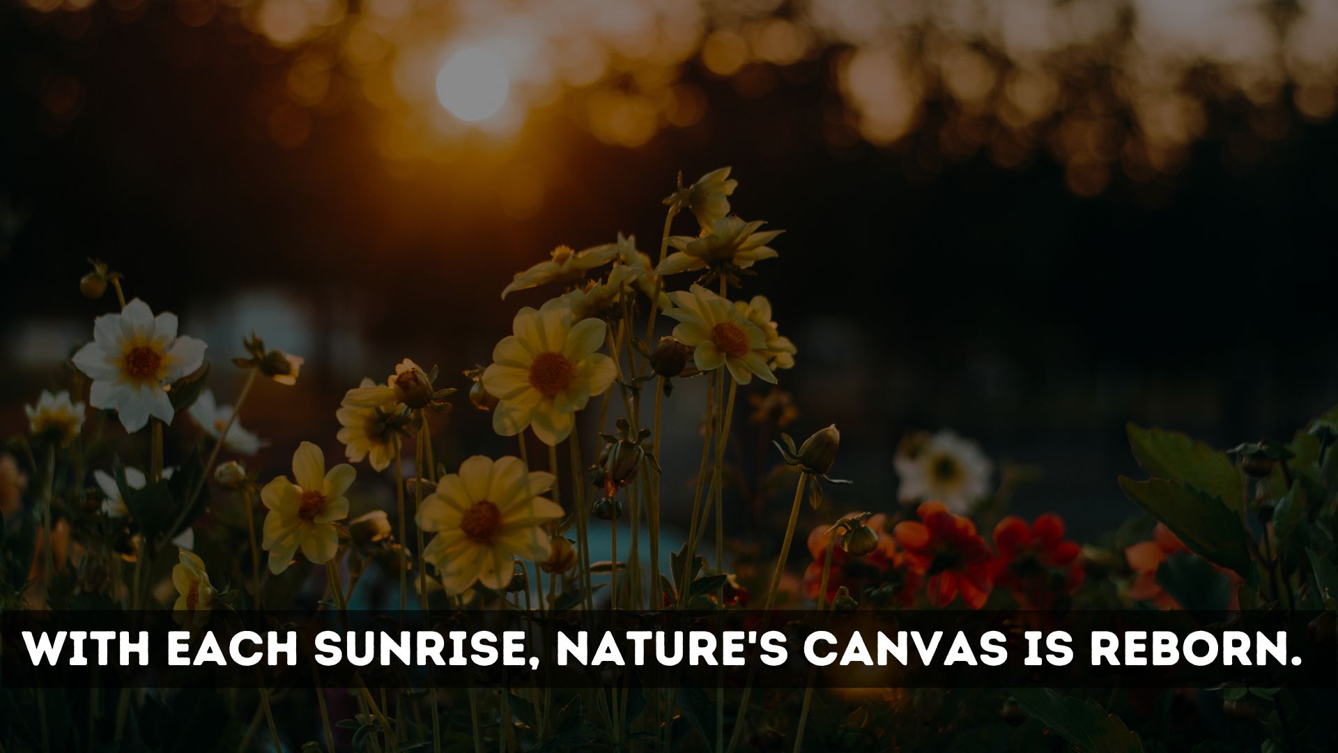 Nature-Themed Sunrise Captions