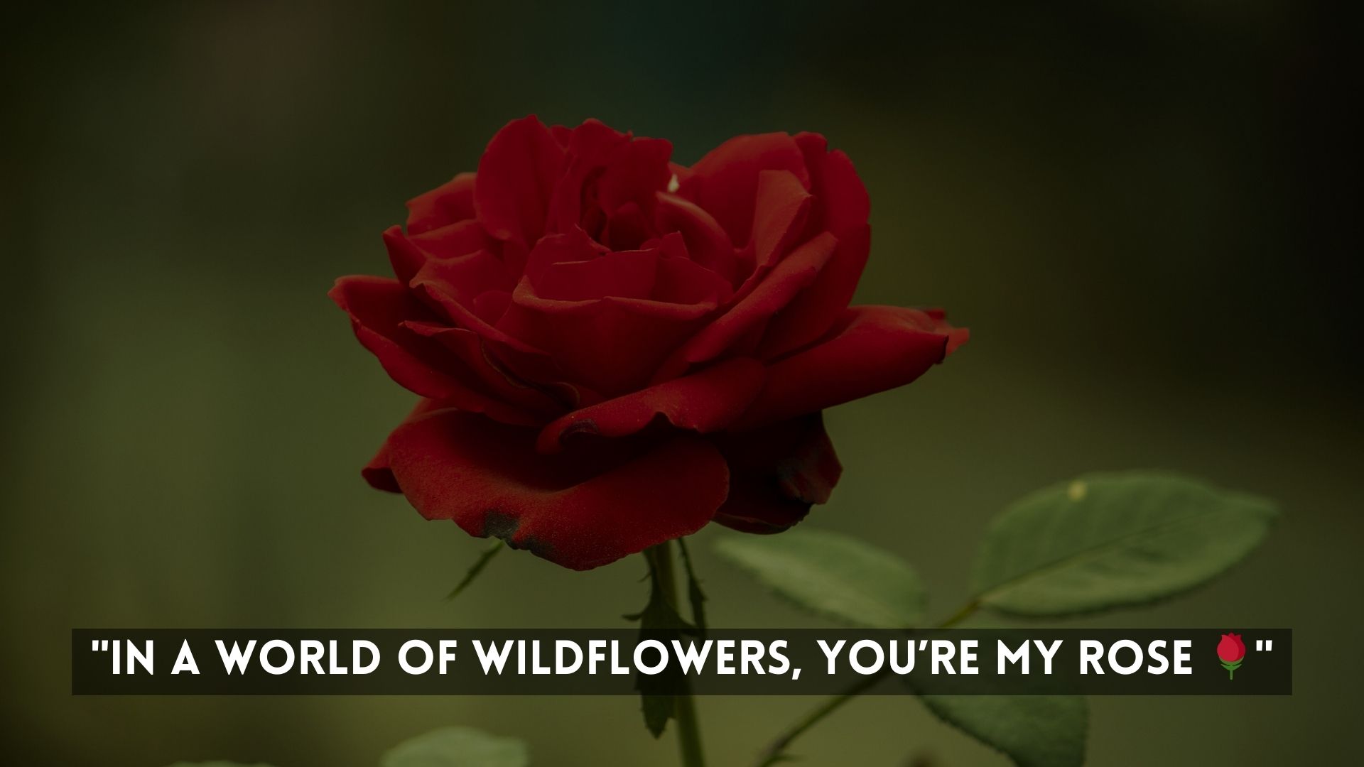 Romantic and Flirty Flower Captions For Instagram