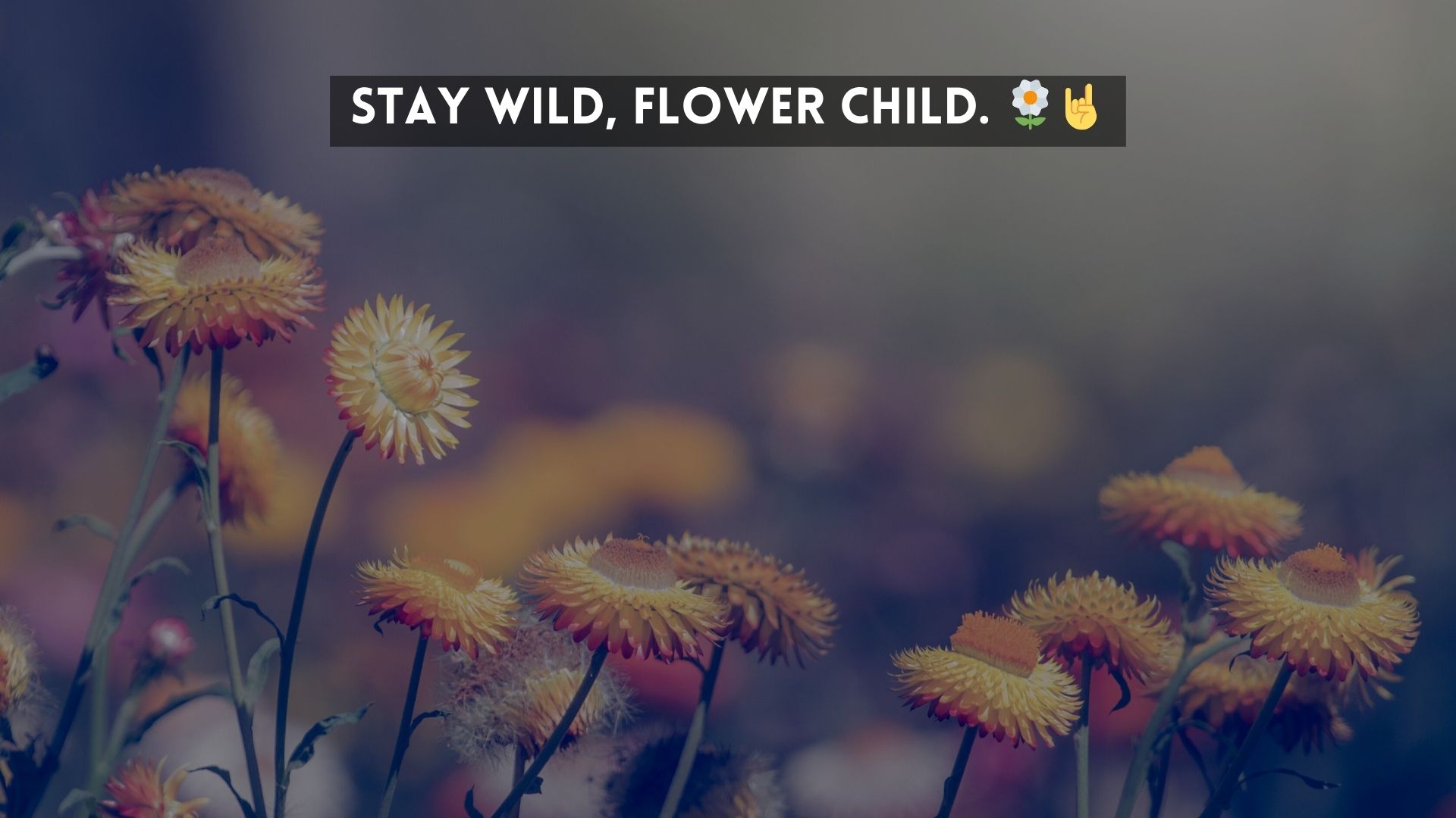 Witty and Playful Flower Captions For Instagram